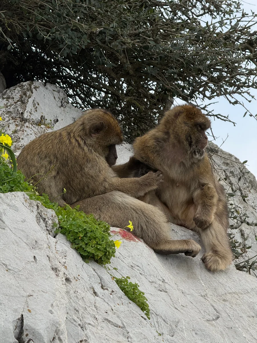 Gibraltar capture 4