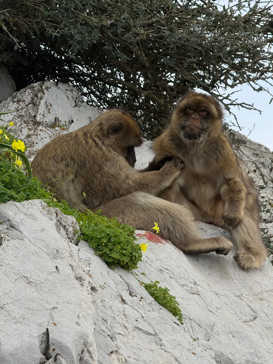 Gibraltar capture 5