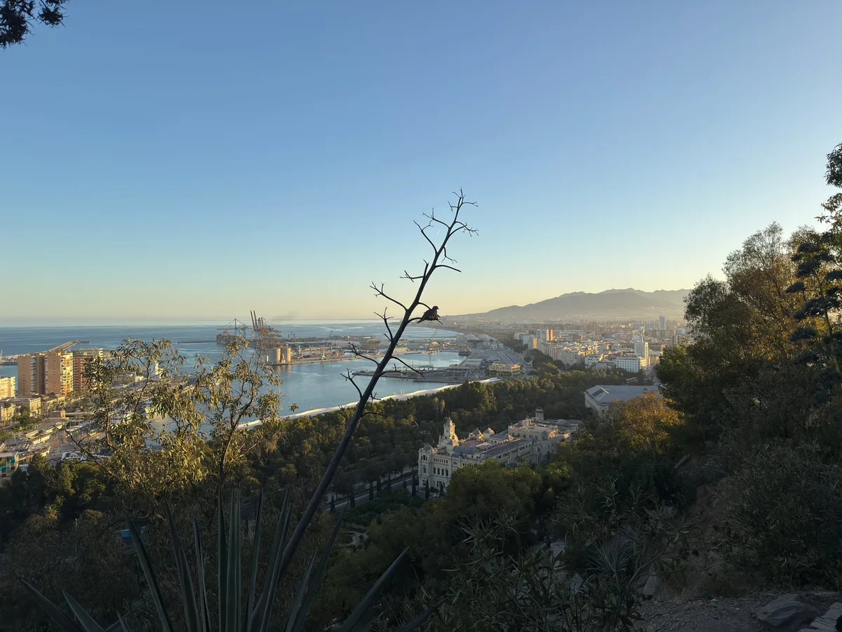 Malaga capture 7